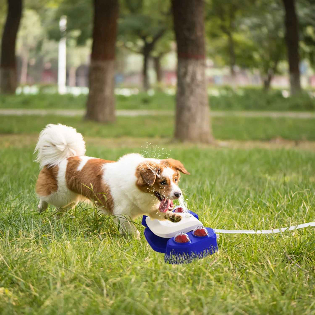Interactive Water Fountain for Dogs