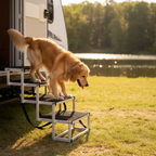 Dog Stairs Premium Photo
